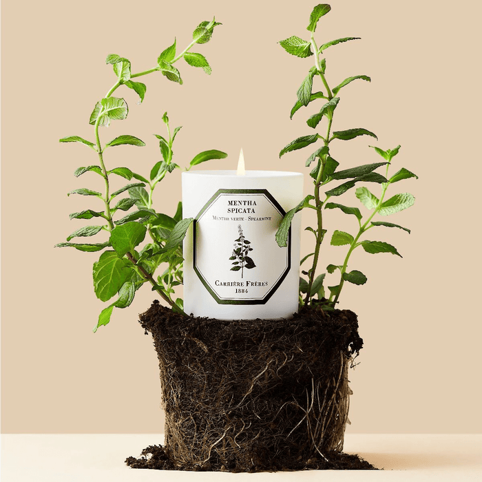 Carrière Frères | Spearmint Candle