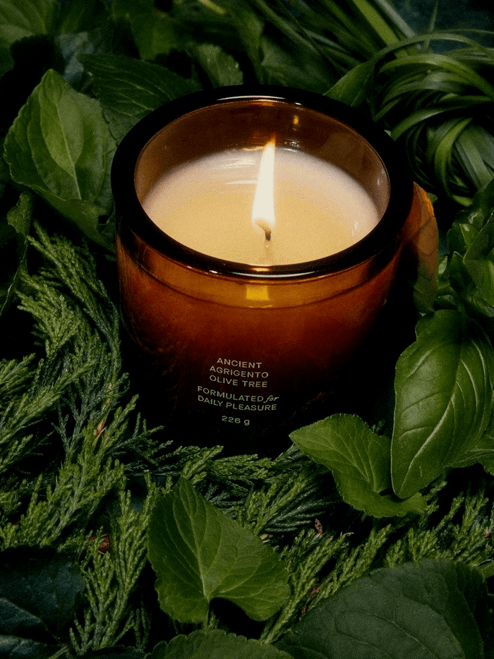 Ancient Agrigento Olive Tree Candle - Flamingo Estate - Living with Ivey