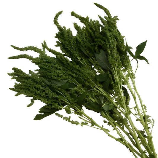Green Upright Amaranthus Bulk Fall Greens