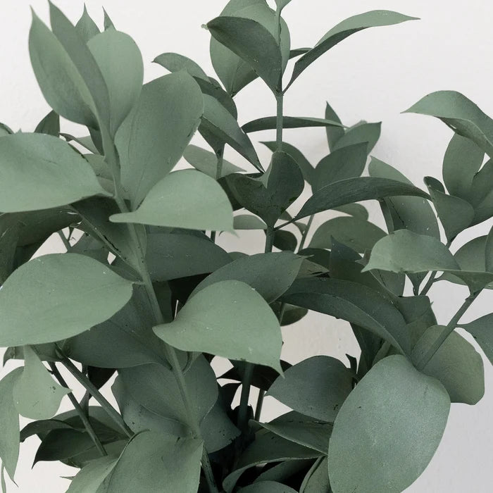 Jade Tinted Ruscus Greenery Close Up - Image