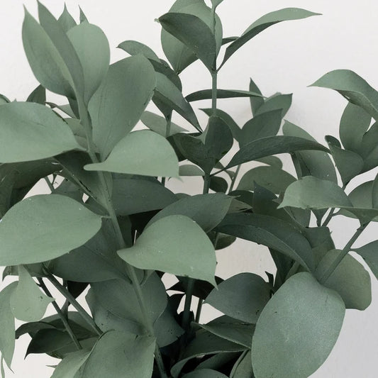 Jade Tinted Ruscus Greenery Close Up - Image