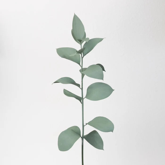 Jade Tinted Ruscus Greenery Stem - Image