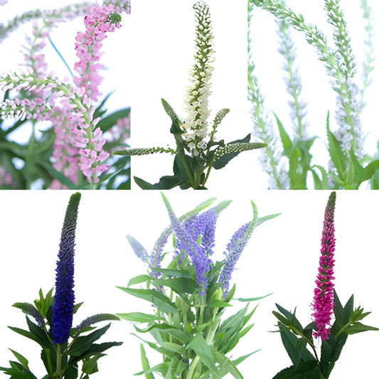 Mixed Colors Veronica Flowers