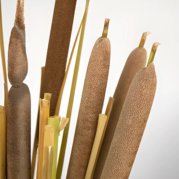 Natural Bulk Filler Cattails
