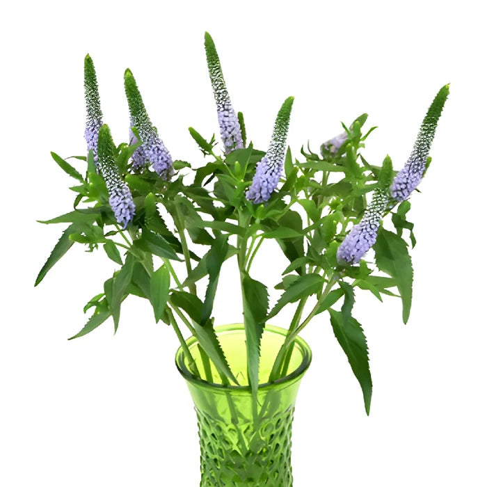 Periwinkle Lavender Veronica Flower