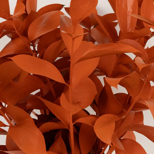 Persimmon Tinted Ruscus Greenery Close Up - Image