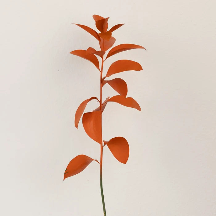 Persimmon Tinted Ruscus Greenery Stem - Image