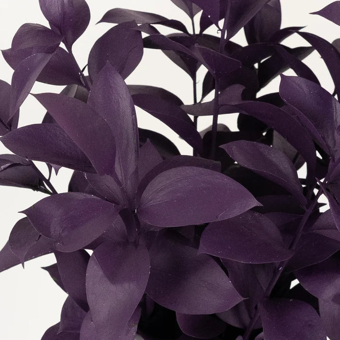 Plum Noir Tinted Ruscus Greenery Close Up - Image