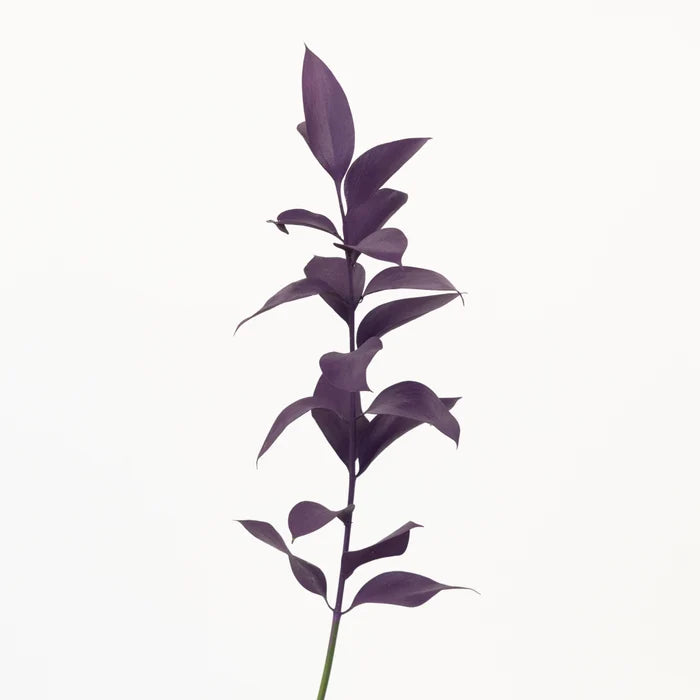 Plum Noir Tinted Ruscus Greenery Stem - Image