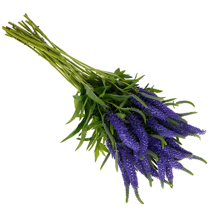 Purplish Blue Veronica Flowers