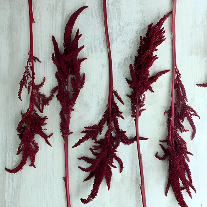 Red Upright Amaranthus Fresh Greens