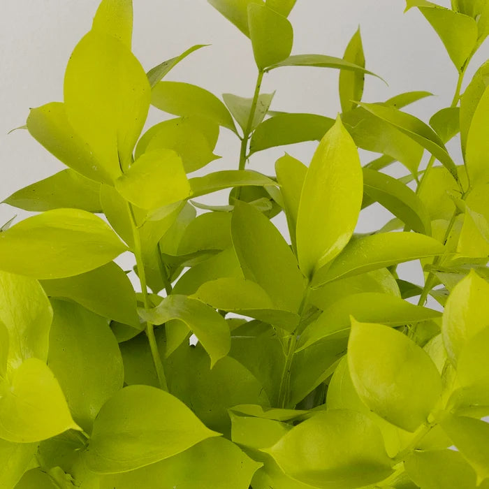 Wasabi Tinted Ruscus Greenery Close Up - Image