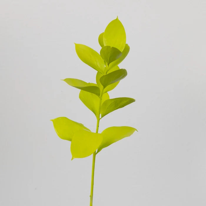 Wasabi Tinted Ruscus Greenery Stem - Image