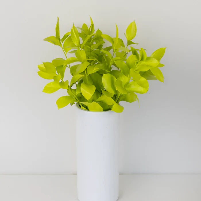 Wasabi Tinted Ruscus Greenery Vase - Image